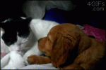 Puppy-wants-cat-kisses