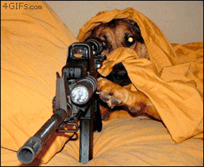 Dog-sniper-kittens.gif