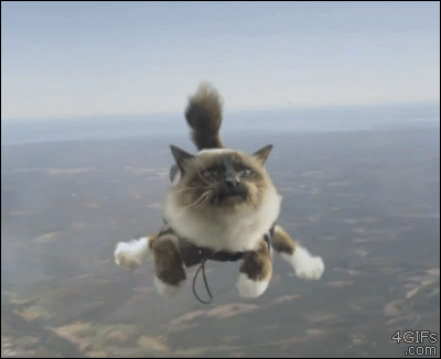 Skydiving-cat
