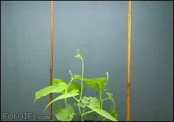 Growing-spinning-plant