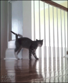 Startled-kitten-attacks-flees