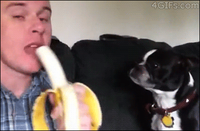 Dog-banana-catch