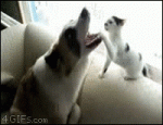 Dog-paws-kitten