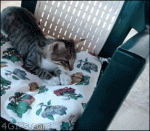 Kitten-chair-fail-falls