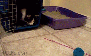 Two-legged-kitten