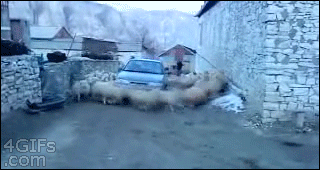 http://forgifs.com/gallery/d/212504-1/Car-sheep-cyclone.gif