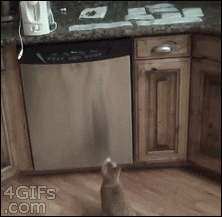 http://forgifs.com/gallery/d/212672-1/Cat-counter-sticky-paper-trap.gif