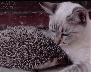 Cat-cuddles-hedgehog.gif