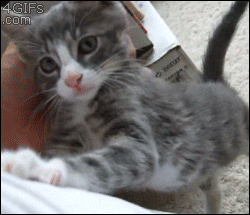 http://forgifs.com/gallery/d/212870-1/Kitten-climbs-says-hi.gif