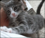 Kitten-climbs-says-hi