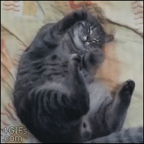 http://forgifs.com/gallery/d/213096-1/Cat-dreaming-paws.gif