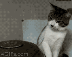 Confused-cats-vs-humidifier.gif