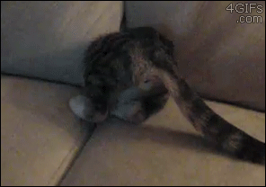 会缩骨功的猫咪 钻进了沙发