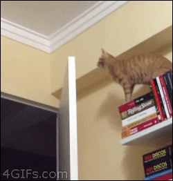 Cat-door-fail-falls-reaction