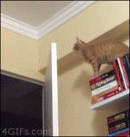 Cat-door-fail-falls-reaction