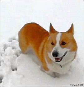 Corgi-dog-bites-snowball