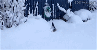 可爱猫咪在雪地里跳跃