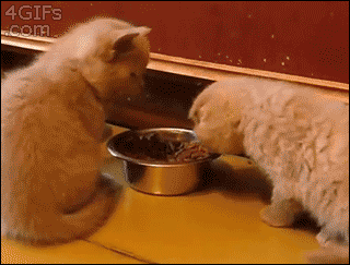 Kitten-steals-food.gif