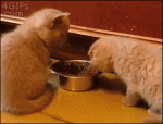 Kitten-steals-food