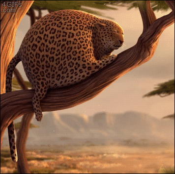 http://forgifs.com/gallery/d/213801-1/Fat-leopard-nap-yawn.gif?