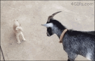 Brave-kitten-vs-goat.gif?