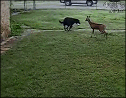 Deer-plays-with-dog