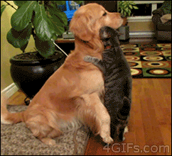 Dog-rejects-cat