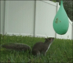 Squirrel-water-balloon