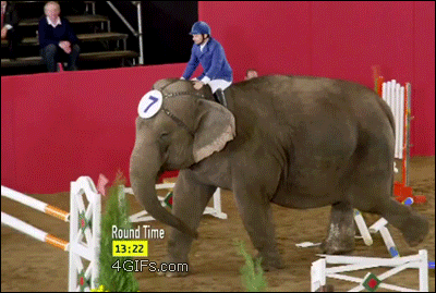 Elephant-show-jumping