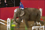 Elephant-show-jumping