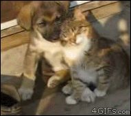 Cat-loves-puppy-pillow