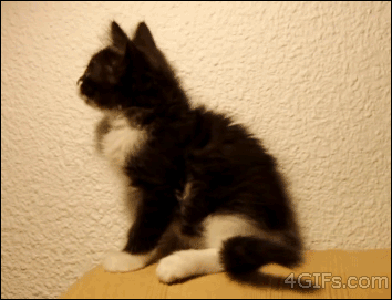 Kitten-attacks-own-tail-falls.gif?