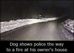 Dog-leads-police-to-fire