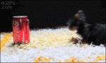 Tiny-puppy-coke-can