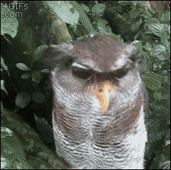 Owl-head-scratched
