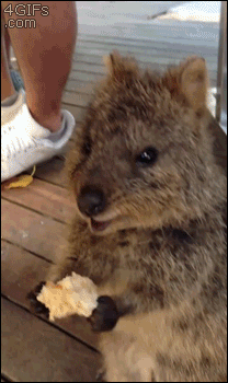 Marsupial-eating-ears.gif