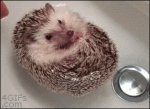 Hedgehog-boat