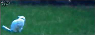 http://forgifs.com/gallery/d/215675-1/Cat-chases-tail.gif