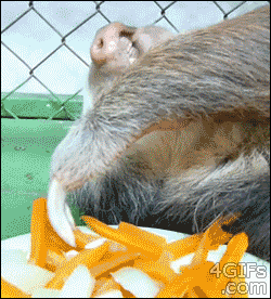 Lazy-sloth-eats-carrots