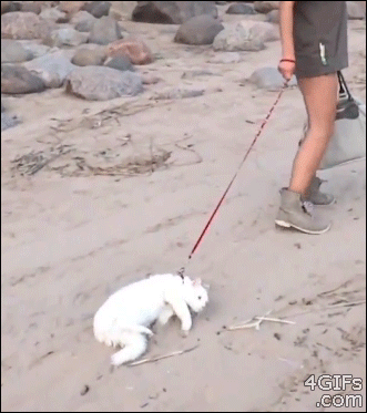Lazy-beach-cat-dragged.gif
