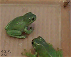 Surprise-frog-attack