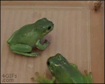 Surprise-frog-attack