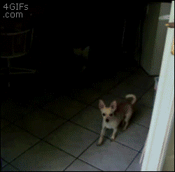 Confused-dog-invisible-glass-door.gif (250×246)