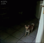 Confused-dog-invisible-glass-door