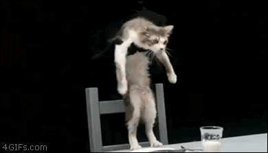 Cats-dance-party.gif