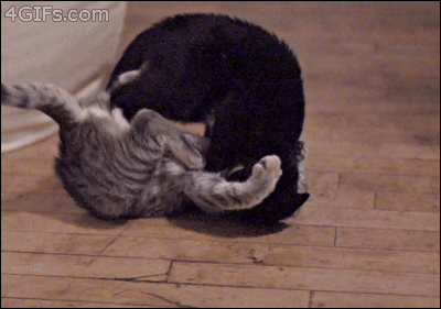 Matrix-cat-fight-kick.gif