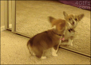 Corgi-puppy-vs-mirror-image