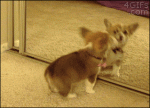 Corgi-puppy-vs-mirror-image
