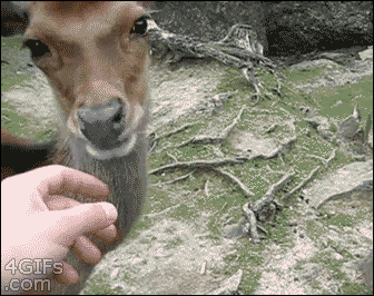 Deer-chin-scratched