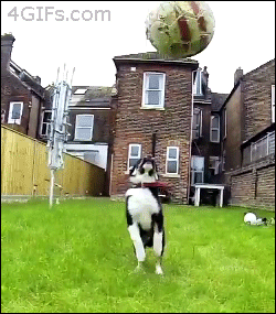 Puppy-dog-ball-fail